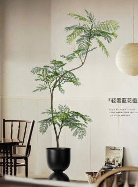 达人推荐！蓝花楹手作高端绿植！