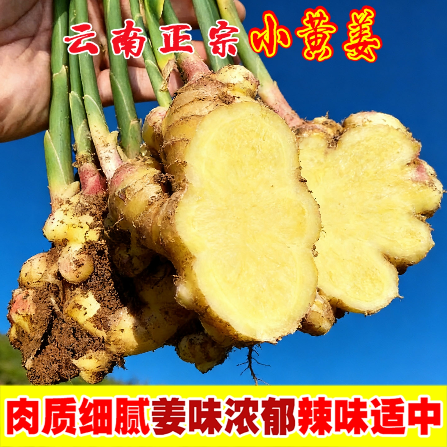 正宗云南新鲜小黄姜生姜老姜农家现挖沙姜月子姜当地蔬菜带泥发货