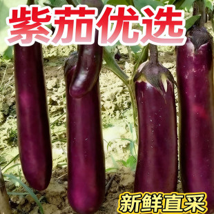 云南高山露天紫色长茄子