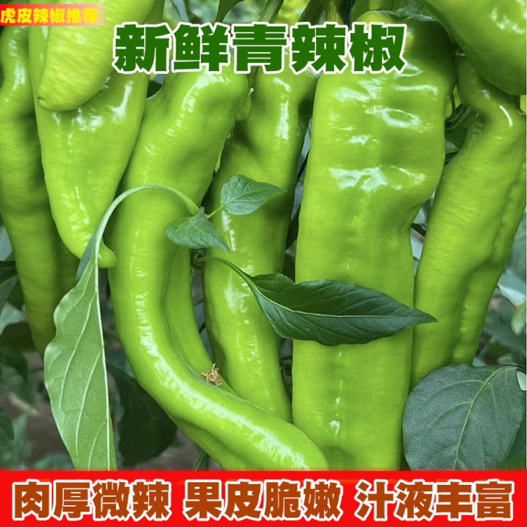 云南露天大青辣椒菜椒微辣虎皮线椒牛角长椒海椒新鲜蔬菜1.5-3斤