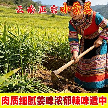 新鲜生姜现挖云南小黄姜[5元优惠券]-寻折猪