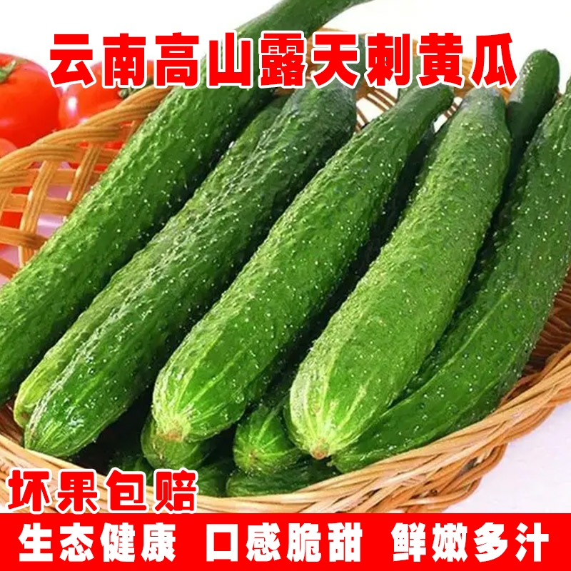 正宗新鲜带刺长黄瓜云南露天即食水果王瓜清脆当季蔬菜胡刺瓜批发