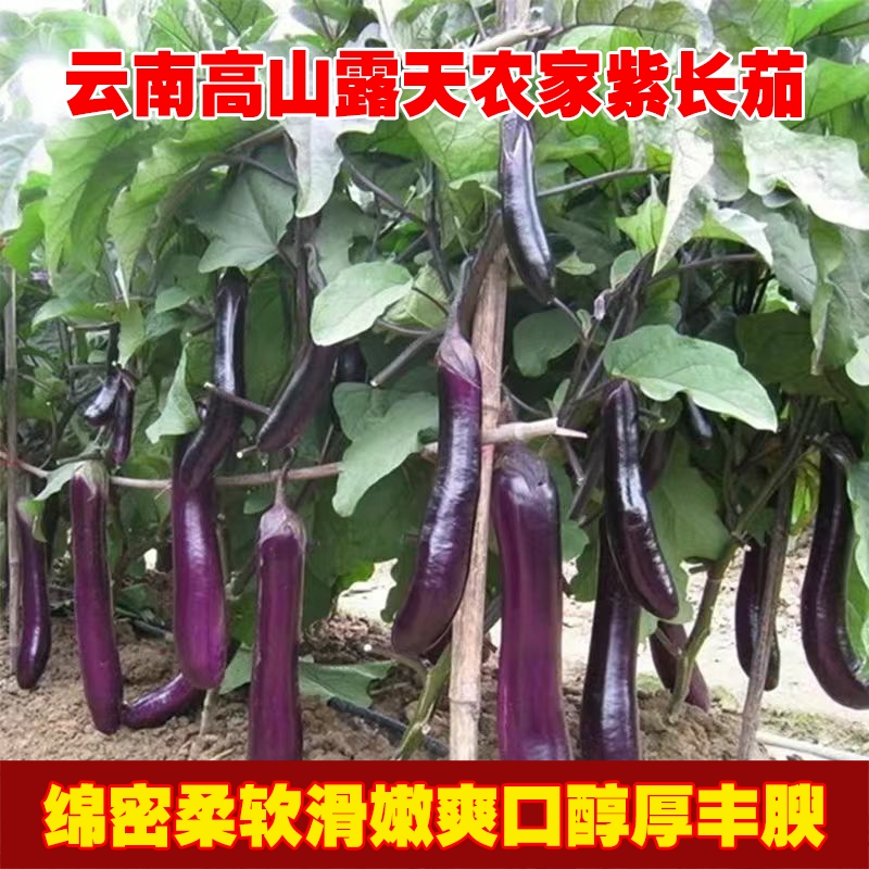 云南高山露天紫色长茄子新鲜现摘整箱包邮时令蔬菜批发农家种植