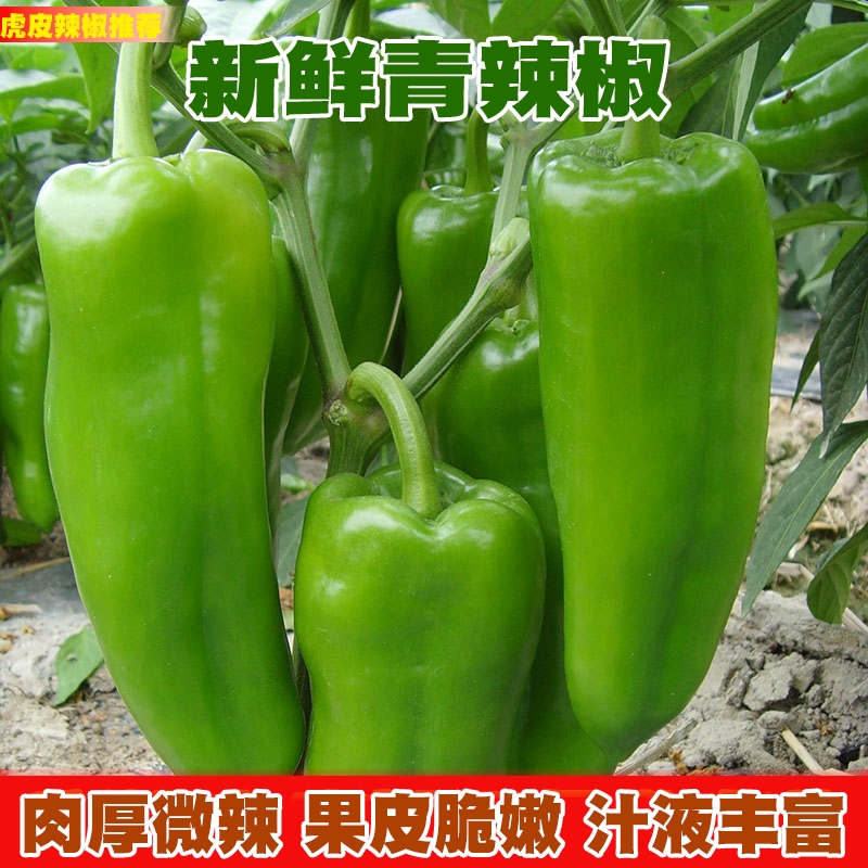 云南露天大青辣椒菜椒微辣虎皮线椒牛角长椒海椒新鲜蔬菜1.5-3斤