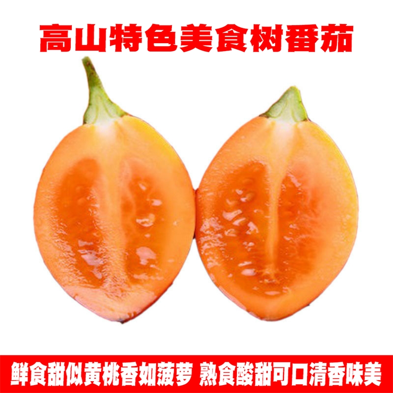 云南洋番茄木本番茄小番茄大树番茄洋酸茄洋蕃茄凉拌火锅酸汤调料