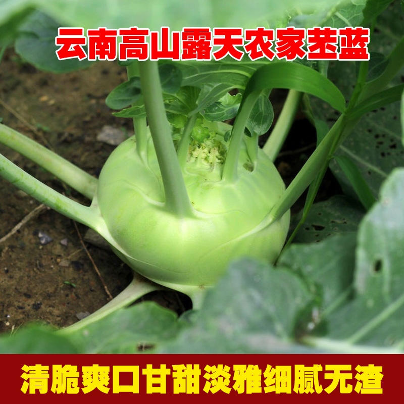 正宗云南高山新鲜苤蓝甘蓝无筋大头菜芥菜现摘现发农家种坏果包赔