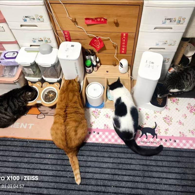 宠芙恋发腮猫粮大颗粒冻干猫粮奶糕增肥成猫幼猫主食英短蓝猫桶装 - 图2