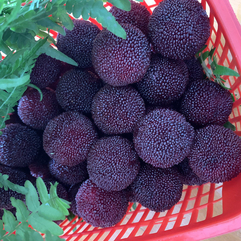 浙江慈溪5斤桶装杨梅酒果酒农家自酿高度粮食烧酒梅子酒浸泡白酒,淘宝优惠券,粉丝福利购,淘宝优惠卷