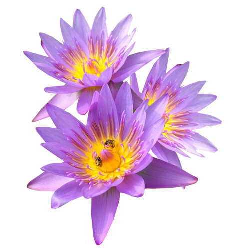 迷你睡莲水培植物四季花卉花盆栽根块观花水生碗莲荷花带花苞好养 - 图3