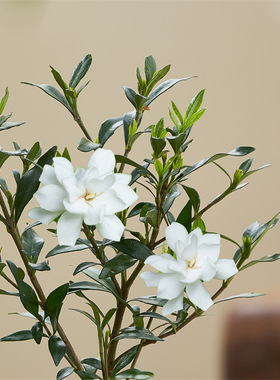 小叶栀子花四季盆栽植物室内好养办公室桌面带盆景花苞开花小绿植