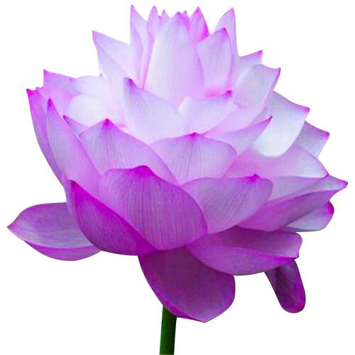 四季池塘大型荷花种藕苗水养盆栽荷塘莲藕种苗观赏荷花种根莲花苗 - 图3