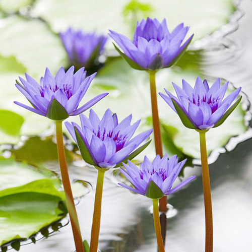 迷你睡莲水培植物四季花卉花盆栽根块观花水生碗莲荷花带花苞好养 - 图1