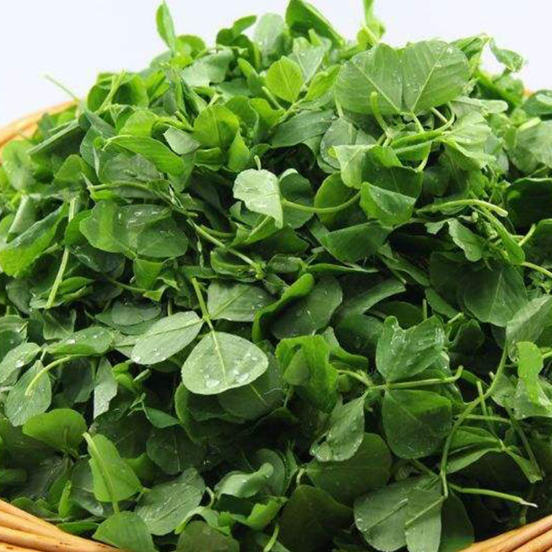 云南草尖2.5斤 新鲜草头菜蔬菜金花菜草头新鲜秧草苜蓿菜包邮