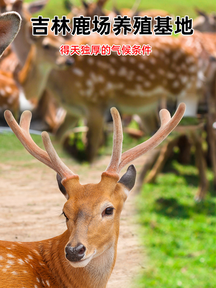 参老伯梅花鲜鹿茸茸头整枝片血片 参老伯鹿茸枝