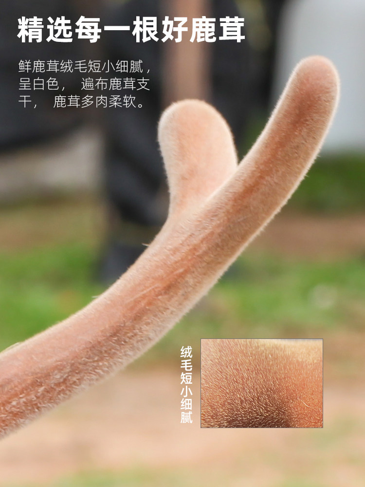 参老伯梅花鲜鹿茸茸头整枝片血片 参老伯鹿茸枝
