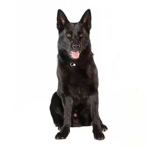 高品质东德牧羊犬纯黑色太极色狼灰色护卫伴侣犬双血统幼犬 - 图3