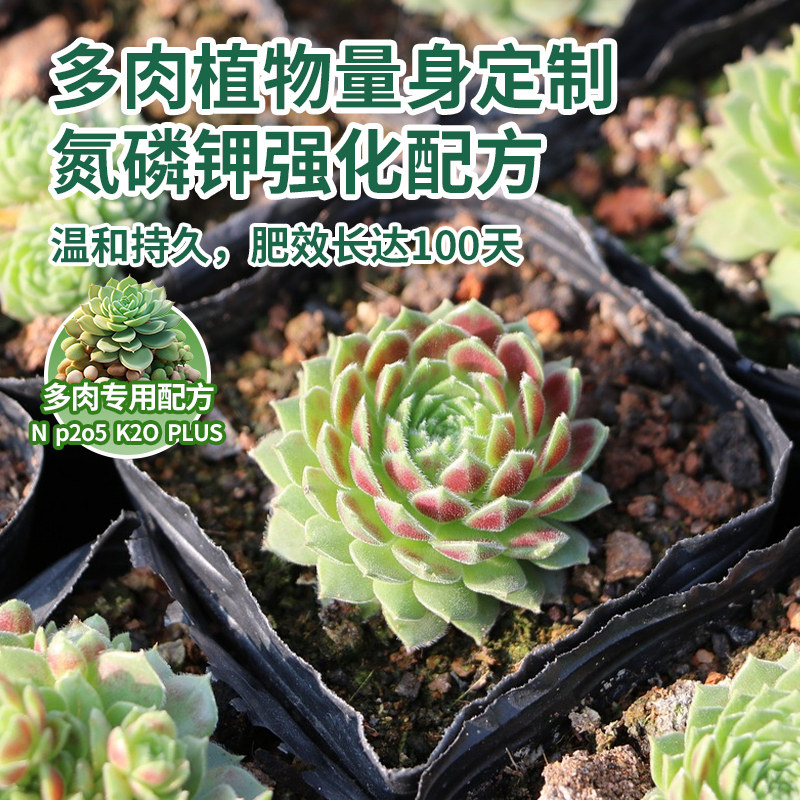多肉肥料专用肥颗粒控释肥生根增色通用家用室内盆栽植物复合肥料,淘宝优惠券,粉丝福利购,淘宝优惠卷