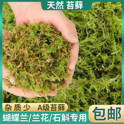 干苔藓水苔青苔兰花蝴蝶兰石斛种植专用营养土植料乌龟冬眠用水台 - 图0