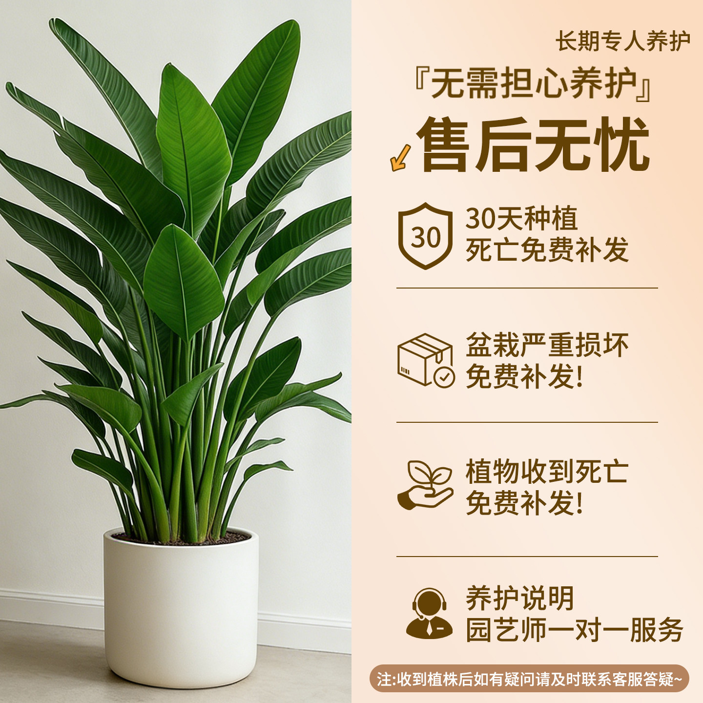 天堂鸟盆栽室内客厅高级感大型绿植办公室大叶植物高端鹤望兰新房,淘宝优惠券,粉丝福利购,淘宝优惠卷