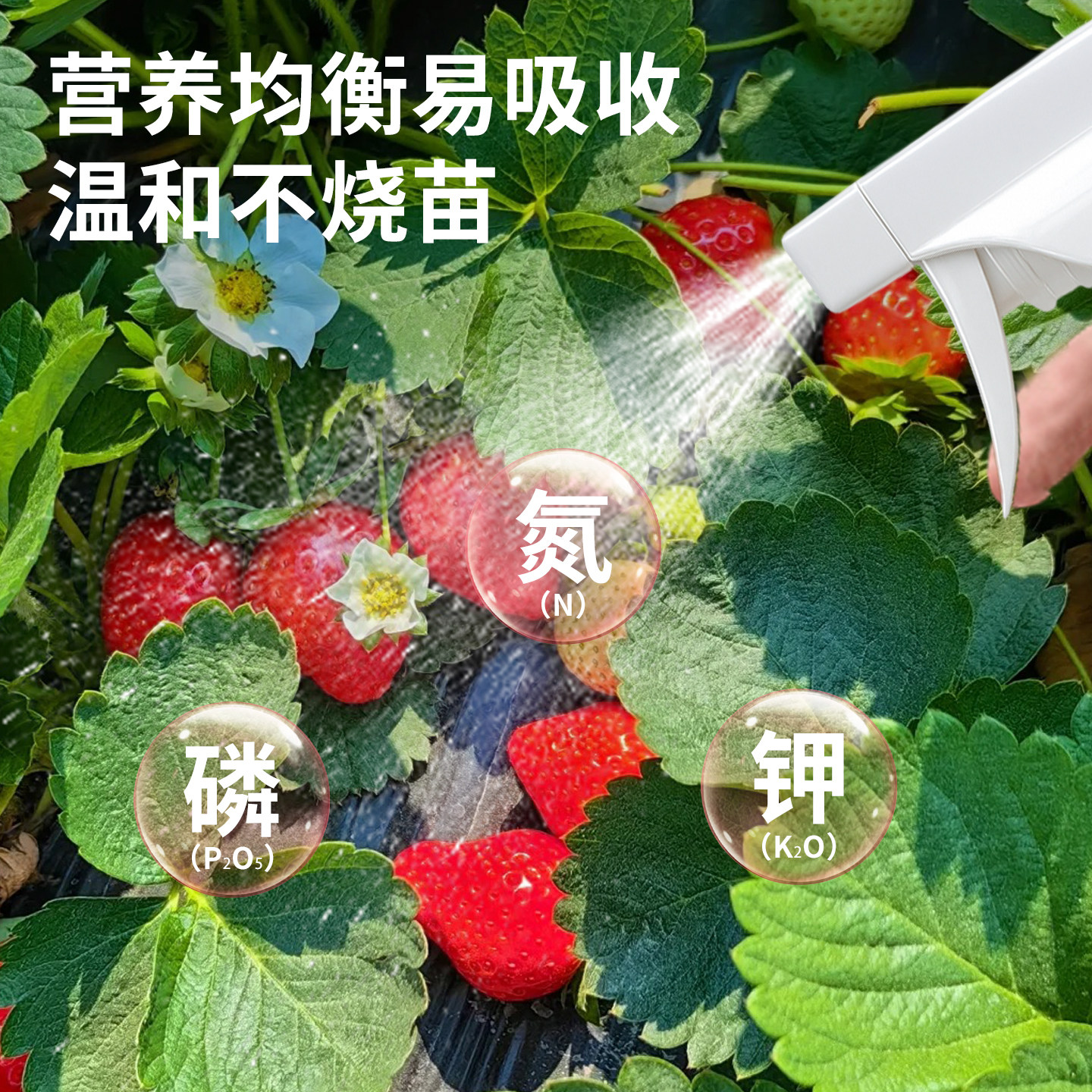 免稀释草莓营养液家用阳台盆栽种植草莓有机专用肥料催花促果增甜,淘宝优惠券,粉丝福利购,淘宝优惠卷