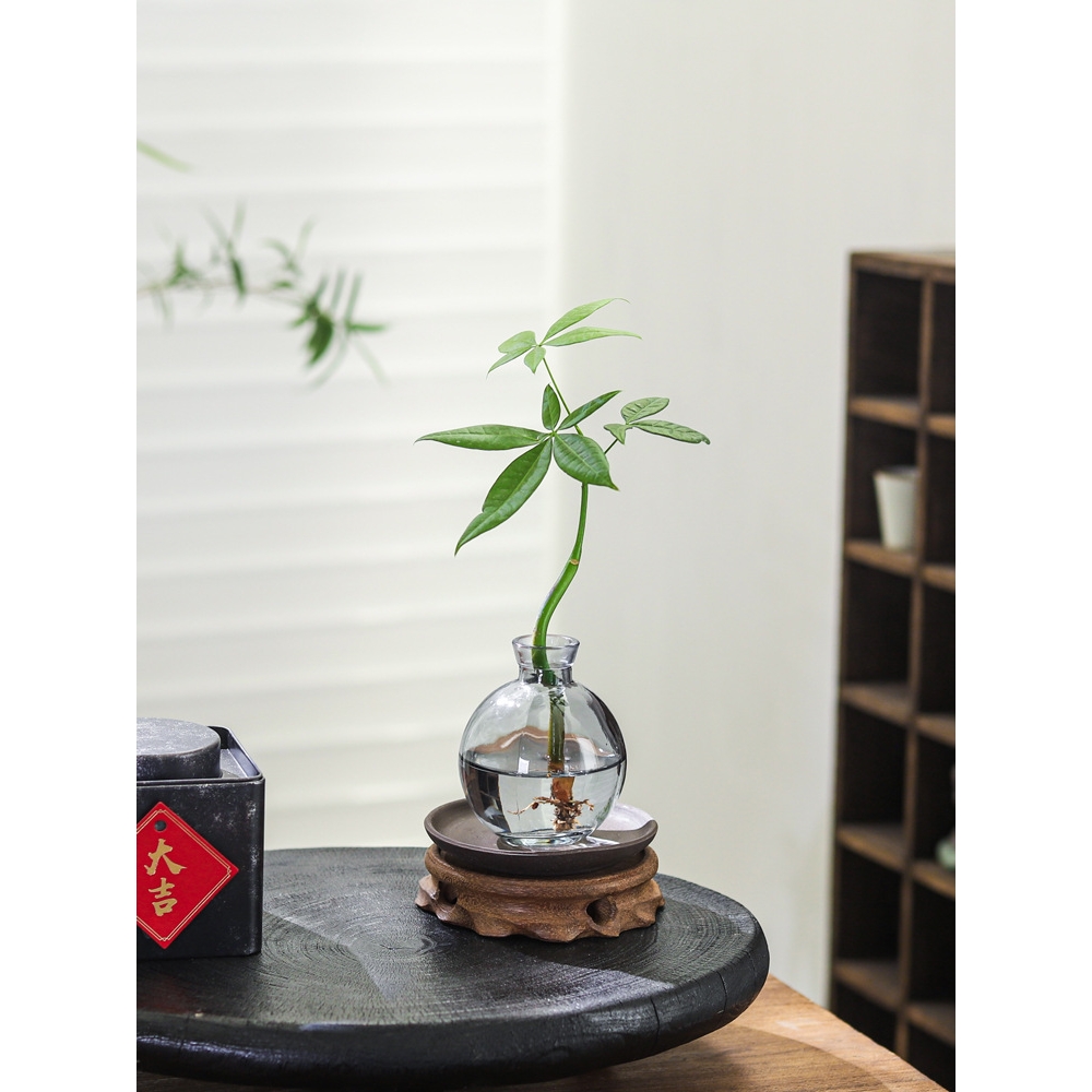 发财树盆栽客厅室内桌面好养懒人水土培植物绿萝净化空气绿植盆景 - 图2