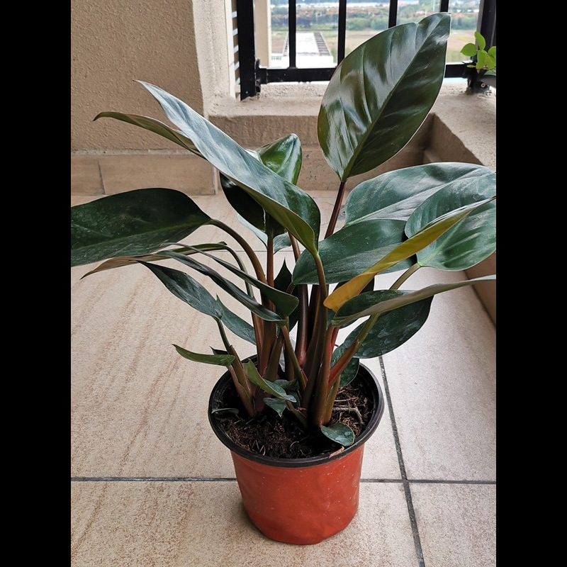 红钻金钻大叶盆栽绿植花卉落地居家大型花卉四季常青好养室内植物 - 图1