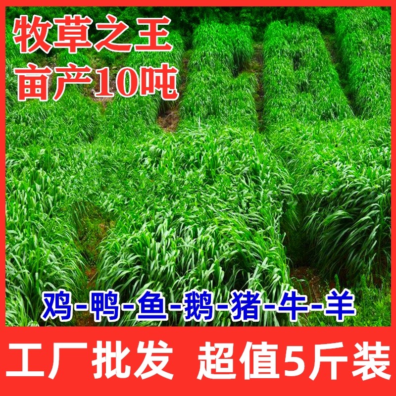 黑麦草牧草种籽四季多年生耐寒鸡鸭鹅兔猪牛羊鱼畜牧养殖猫草种子,淘宝优惠券,粉丝福利购,淘宝优惠卷