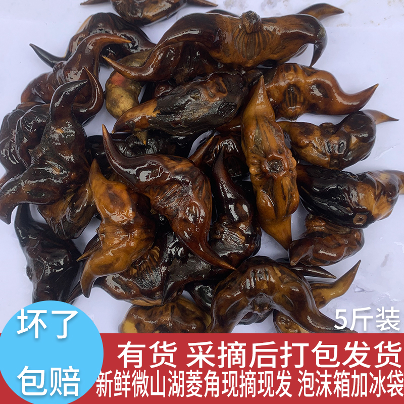 微山湖菱角新鲜生老菱角黑菱角现挖现发生吃棱角凌角时令粉-图2