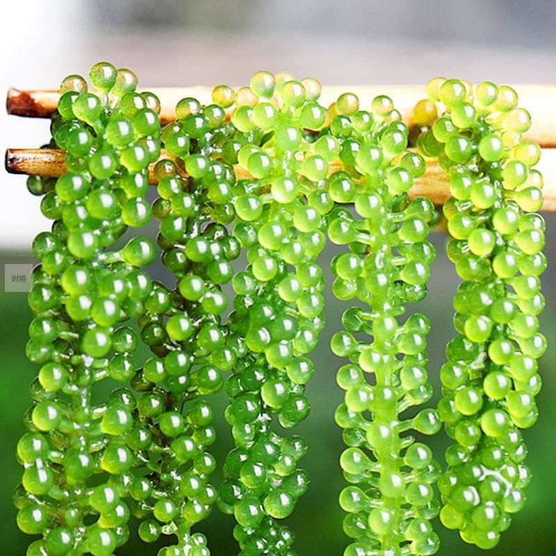 海葡萄新鲜即食盐渍海洋蔬菜植物鱼子酱海藻带菜水葡萄海草600g-图1