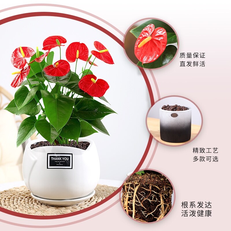 红掌盆栽客厅水培水养花卉植物办公室内鸿运当头白掌一帆风顺绿植