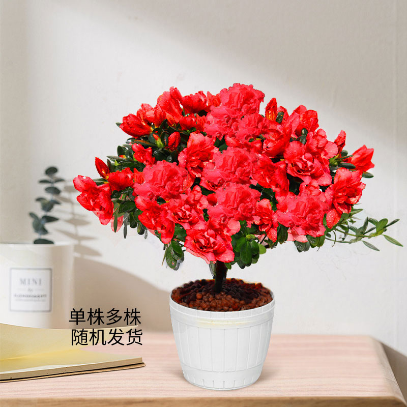 杜鹃花盆栽带花苞大棵苗观花植物室内外阳台花卉绿植好养活四季开