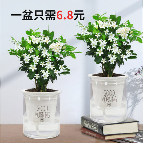 九里香盆栽浓香四季室内植物花卉带花苞七里香树苗千里眼盆景绿植 - 图0