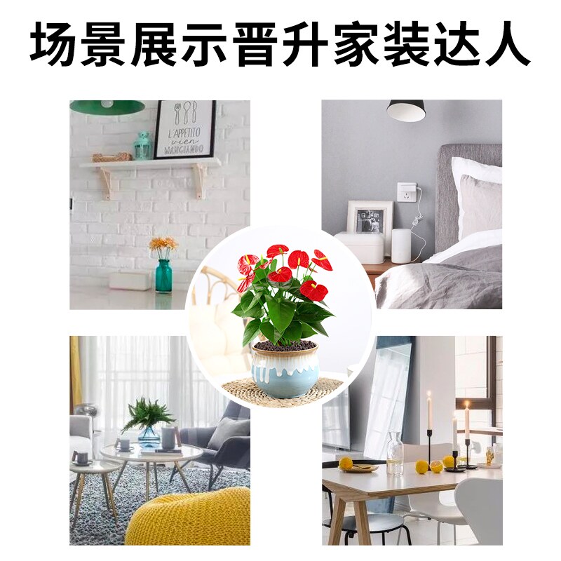 红掌盆栽客厅水培水养花卉植物办公室内鸿运当头白掌一帆风顺绿植