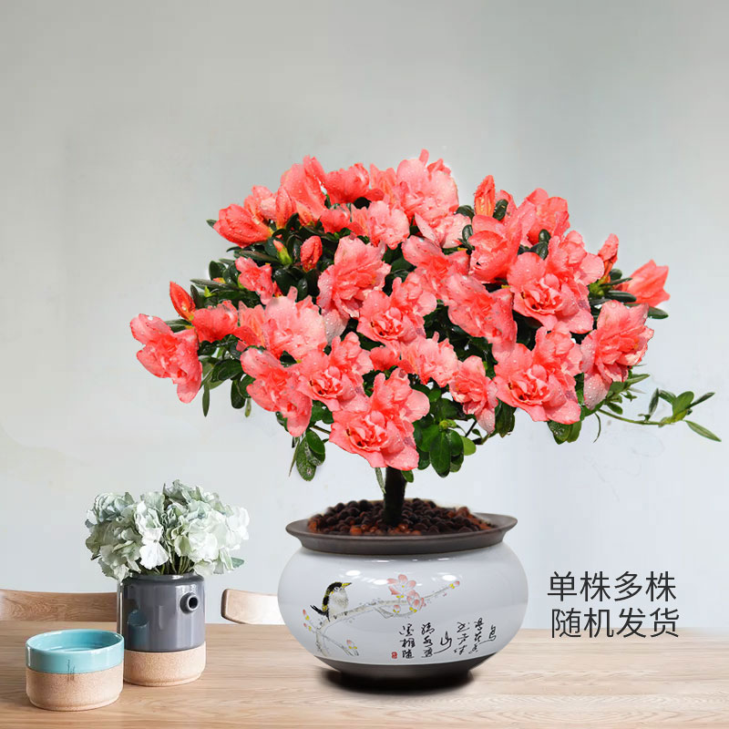 杜鹃花盆栽带花苞大棵苗观花植物室内外阳台花卉绿植好养活四季开
