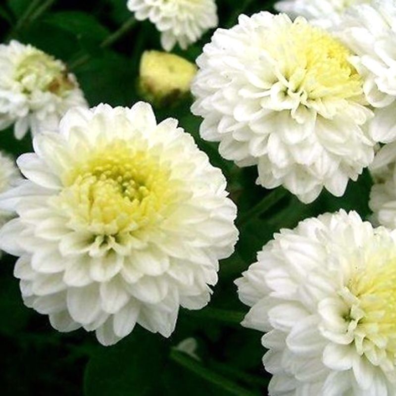 特级黄菊花种籽食用泡茶贡黄菊庭院金丝皇菊野生杭白菊野菊花种子