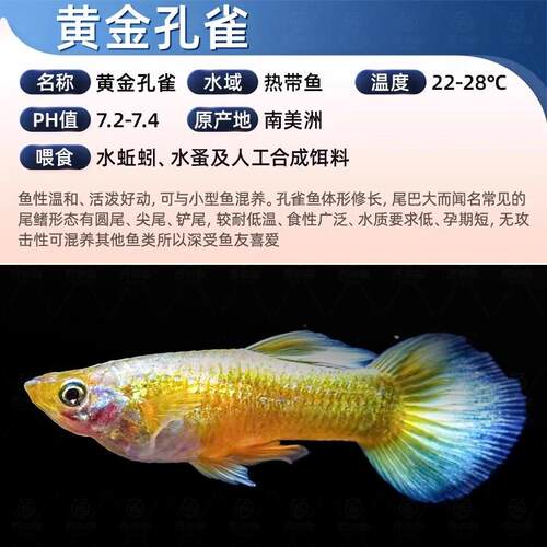 黄金孔雀鱼鱼苗观赏活体热带小型淡水好养耐活新手养鱼活体凤尾鱼 - 图2