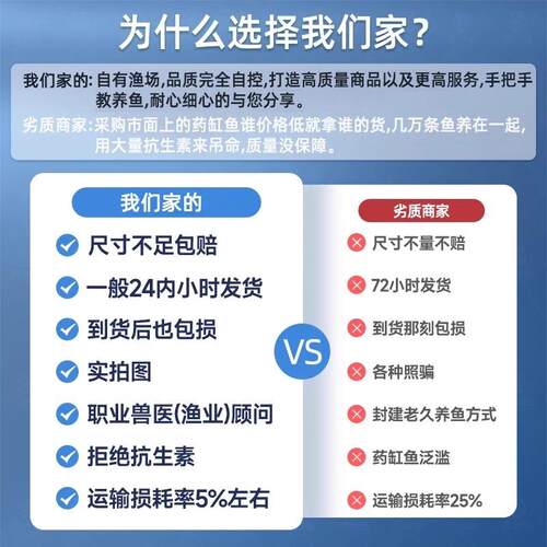 黄金孔雀鱼鱼苗观赏活体热带小型淡水好养耐活新手养鱼活体凤尾鱼 - 图0