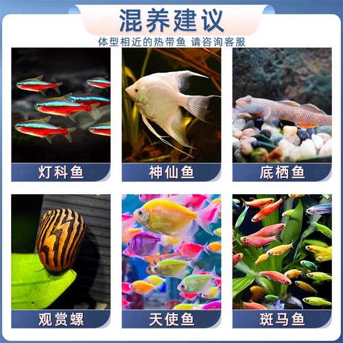 黄金孔雀鱼鱼苗观赏活体热带小型淡水好养耐活新手养鱼活体凤尾鱼 - 图1
