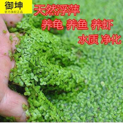 鱼缸浮萍水草活体水培植物龟缸水池浮性除no3净化水质造景植物 虎窝淘