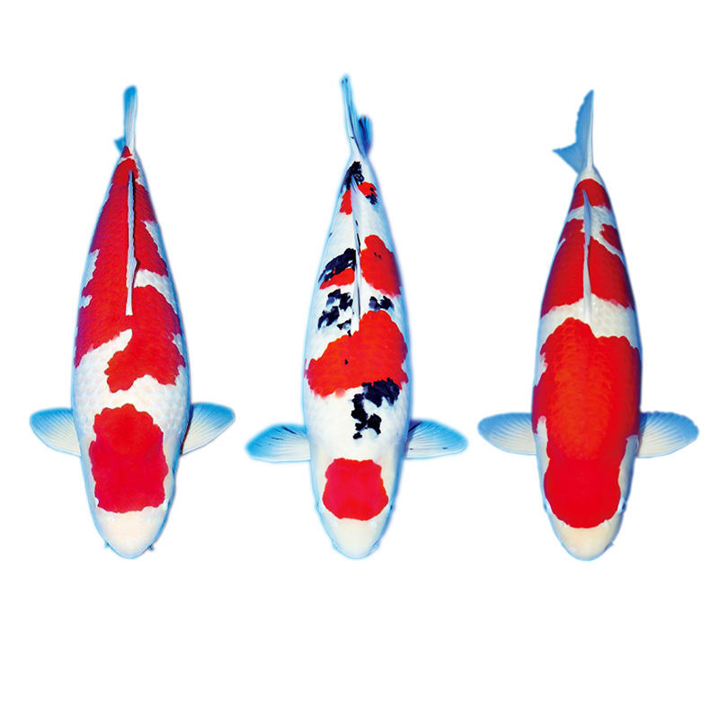 顺丰日本红白大正三色锦鲤活体观赏鱼冷水鱼淡水鱼室外冷水锦鲤鱼 - 图0