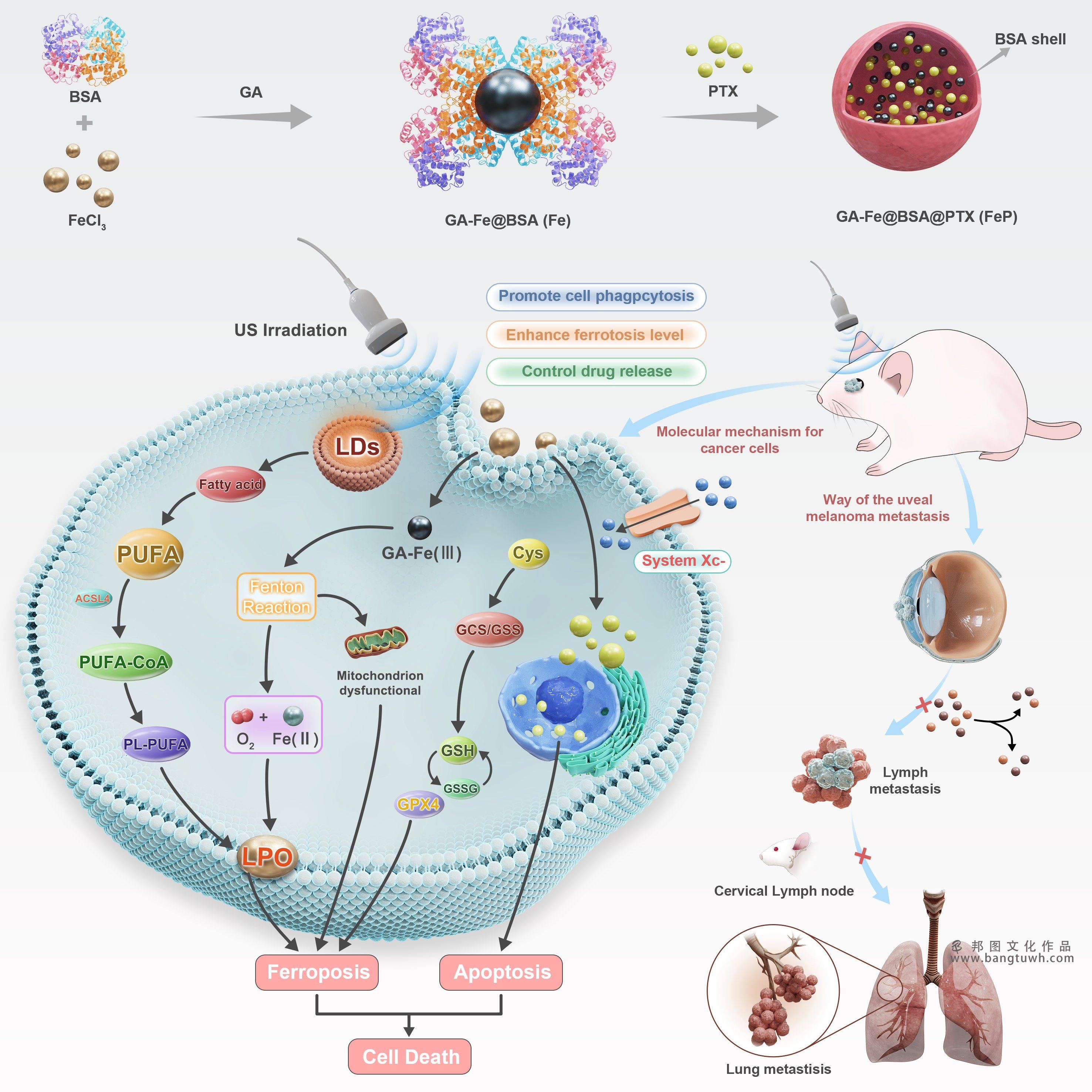 3dmax科研绘图国外SCI学术杂志封面配图美化生物医学动画插画设计,淘宝优惠券,粉丝福利购,淘宝优惠卷