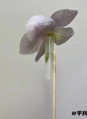 洋兰管鲜花保水营养管透明塑料