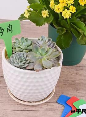 植物标签花卉专用塑料园艺插牌