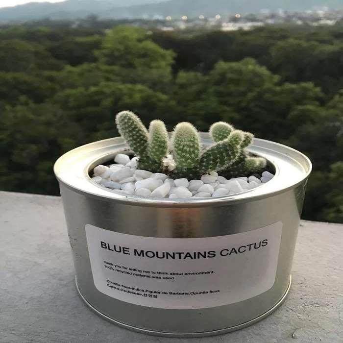 ins北欧工业风多肉植物铁罐金属罐防辐射仙人掌办公室摆设小盆栽,淘宝优惠券,粉丝福利购,淘宝优惠卷