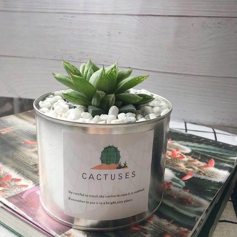 ins北欧工业风多肉植物铁罐金属罐防辐射仙人掌办公室摆设小盆栽,淘宝优惠券,粉丝福利购,淘宝优惠卷