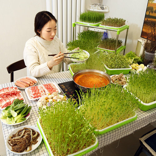 芽苗菜种孑豌豆苗大麦小麦松柳麻豌豆香椿种籽豆芽菜种子水培蔬菜 - 图0