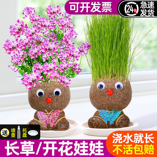 草头娃娃头上长草开花头发种植小盆栽幼儿园种草儿童观察植物生长 - 图1