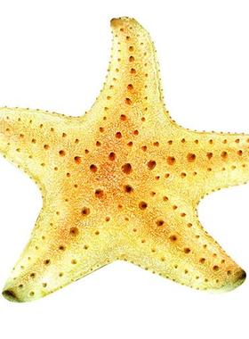 大型仿真鱼摆件发光生物鱼模型玻璃钢雕塑海洋餐厅装饰品悬挂装饰