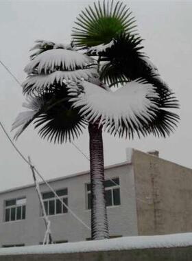 仿真老人葵假蒲葵仿真棕榈树酒店机场造景装饰仿真树防火植物可来