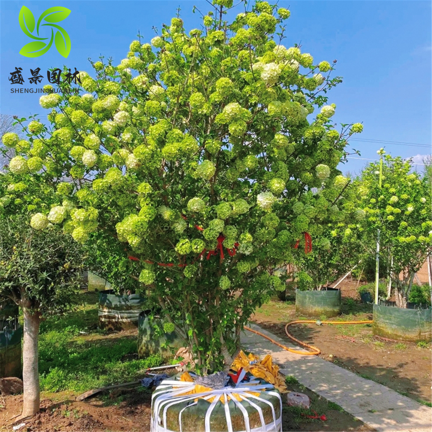 中华木本绣球树苗大花斗球白麻球苗庭院别墅耐寒盆栽风景树绣球花,淘宝优惠券,粉丝福利购,淘宝优惠卷